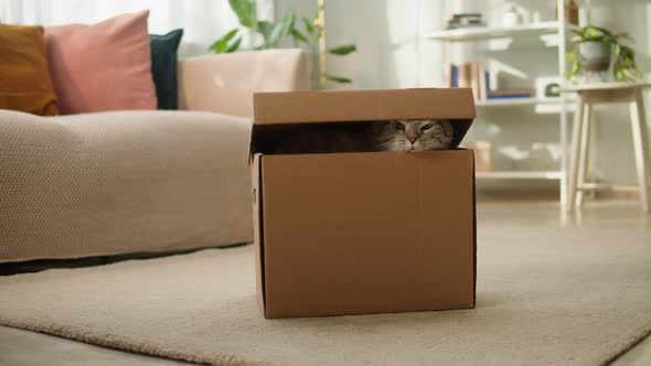 Cat Getting Out Cardboard Box Scottish Fold Closeup Delivery