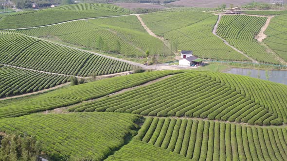 Tea plantation in mountain