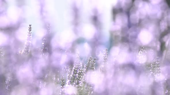 Stems with Lavender Flowers Sway in the Wind