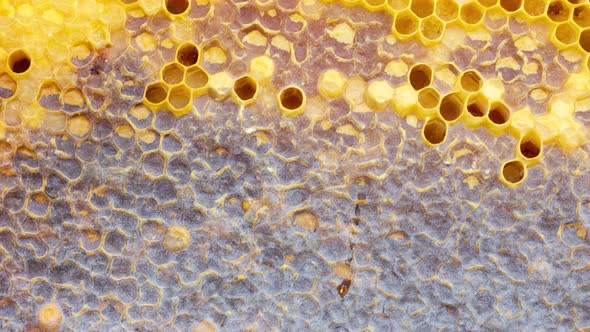 Close Up of Honey Wood Wax Frame Honeycomb  Slow Motion