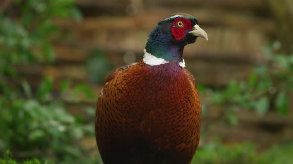 Pheasant with colorful, shiny and glossy plumage looking at camera - front view