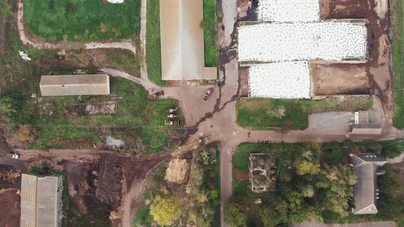 Aerial drone view of dairy farm with cows eating at trough in corrals. Livestock farm for cows