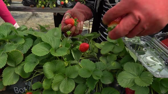 Strawberry Picking Close Up