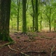Rising Up In Leafy Woodland - VideoHive Item for Sale