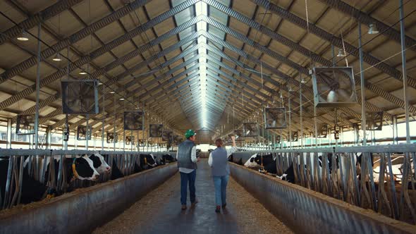 Two Farmers Walking Cowshed Aisle Rear View