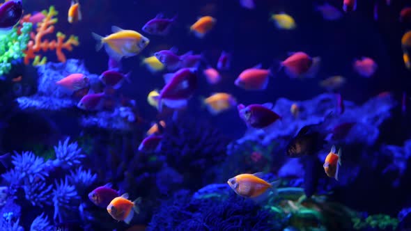 Colorful Vivid Fishes Glow, Violet Aquarium Under Ultraviolet Uv Light. Purple Fluorescent Tropical
