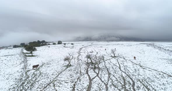 Aerial view of cattle in a field with snow, Sefat, Upper Galilee, Israel.