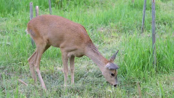 Female roe deer on green meadow. Wild roe deer in nature, Capreolus capreolus.