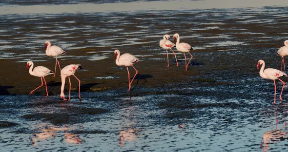 Pink flamingos are walking on the shallow shore of Walvis Bay, Namibia, 4k