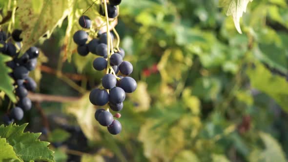 Grapes ripe and ready to be picked to make red wine