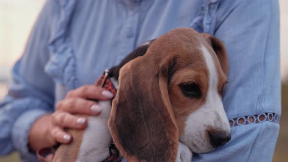 Beagle Puppy with His Owner