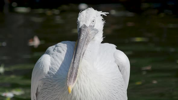 Close Up Portrait of Dalmatian Pelican, Pelecanus Crispus, Staring in Camera. Big Freshwater Bird