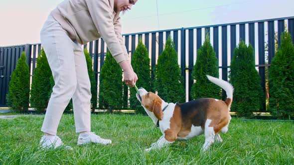 Girl Playing with His Dog Beagle Outdoors