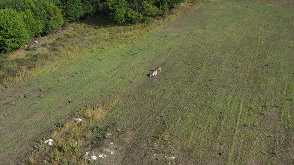 Aerial circle shot, two wild female fallow deer grazing on an open grass field