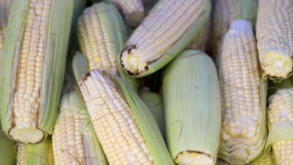 Corn cobs for sale at the free market, vertical plan