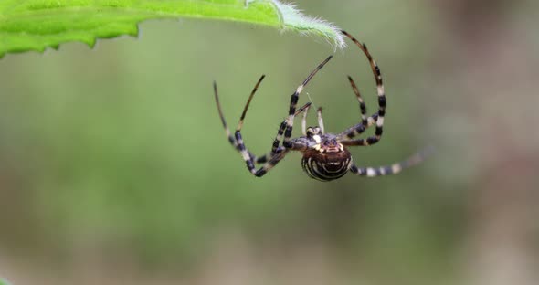 Argiope bruennichi (wasp spider) on web