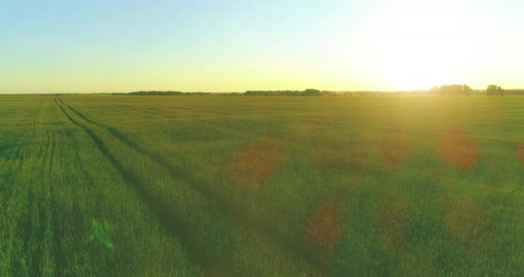 Low Altitude Flight Above Rural Summer Field with Endless Yellow Landscape at Summer Sunny Evening