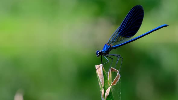 Blue Dragonfly on a Branch in Green Nature By the River Closeup