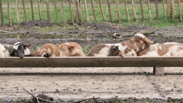 Lambs curious looking into camera in spring season, new life