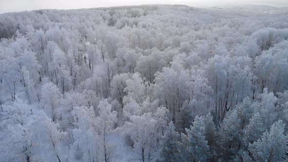 Flying a beautiful winter frosty forest from the height of the drone