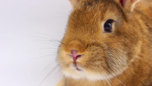 A Small Fluffy Brown Rabbit with a Large Mustache Wiggles Its Nose Closeup on a Gray Background