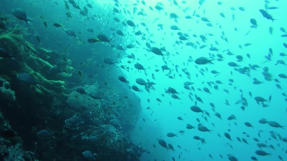 Tropical Fish in the Blue Ocean. Leyte, Philippines