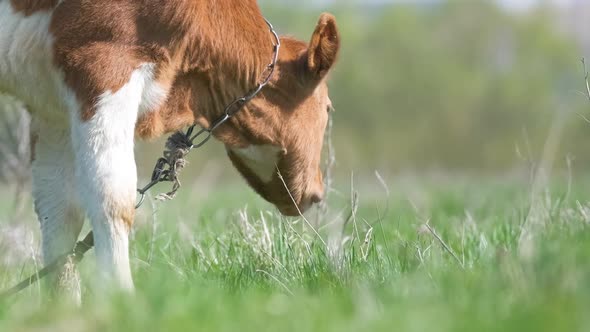 Milk Cow Grazing on Green Farm Pasture on Summer Day