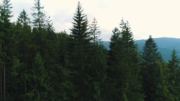 Nature of Mountain Forest Aerial View