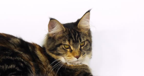 Brown Tortie Blotched Tabby and White Maine Coon Domestic Cat, Portrait of Female