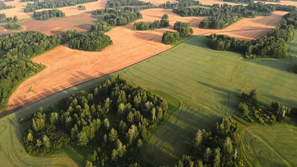 Colorful Field