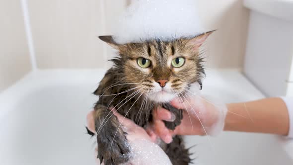 Portrait of a wet fluffy cat with foam on its head in the hands of a veterinarian