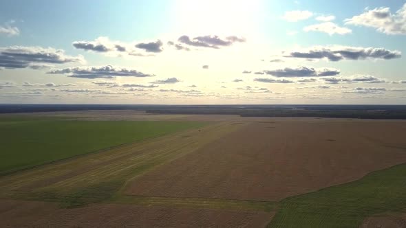 Upper View Brown Field with Ripe Wheat Against Dense Forest