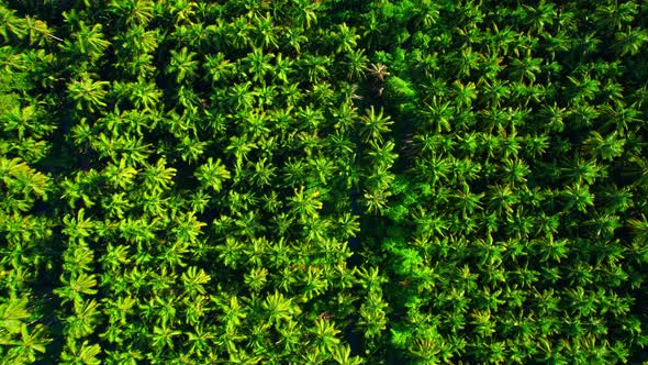 4K Aerial Wide view of Beautiful green coconut tree fields