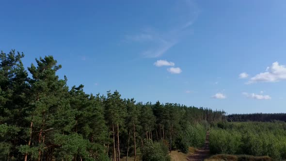 Green Trees Shaking in The Wind on A Sunny Summer Day. the Picturesque Nature of Russia