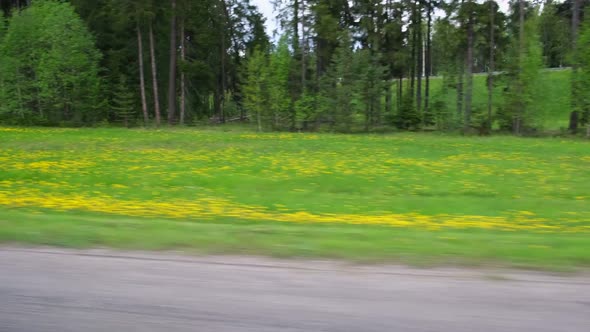 View Through Side Window of Car Auto in Motion on Road Along Green Forest and Trees in Summer