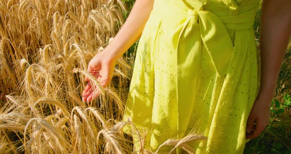 Girl in Field of Wheat and Her Hand Gently Touches the Ears in the Rays of the Setting Sun