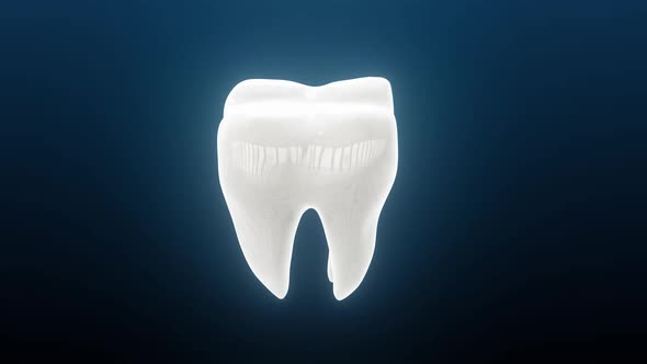 Whitened Looking Dental Tooth Rotating Hd