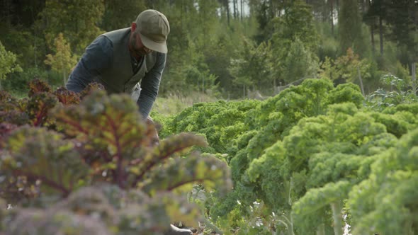 SLIDER cinematic shot L2R of handsome farmer harvesting green chard