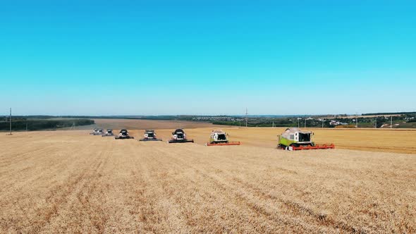 Rye Harvesting Carried Out By the Combines