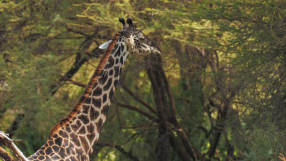 {Wild African Giraffe Eating Bush Leaves in Green Area