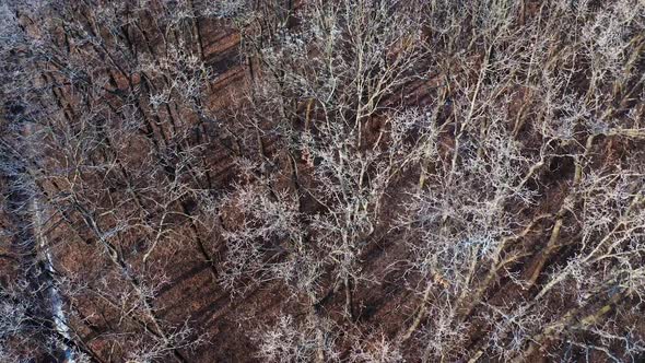 Flying over the trees without leaves. 