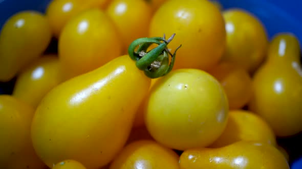 Yellow pear cherry tomatoes in a blue bowl, Close Up Detail Shot