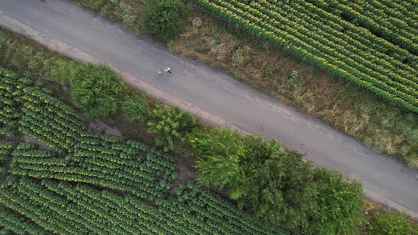 Aerial View of a Happy Child and His Mother Running Across the Field with Sunflower