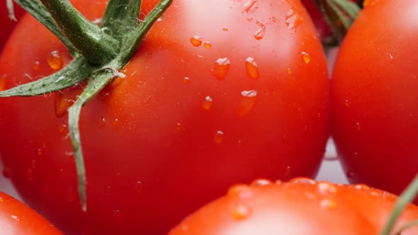 Juicy red colors of tomato vegetable with vines 4K 3840X2160 UltraHD video - Solanum lycopersicum or