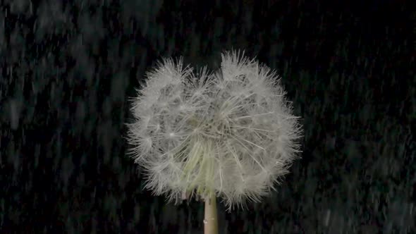 White Fluffy Dandelion in Rain on an Isolated Black Background