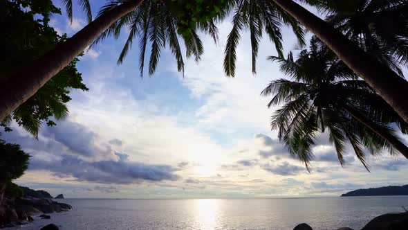 Beautiful coconut palm trees on the beach Phuket Thailand, Phuket Islands Palms trees on the ocean.