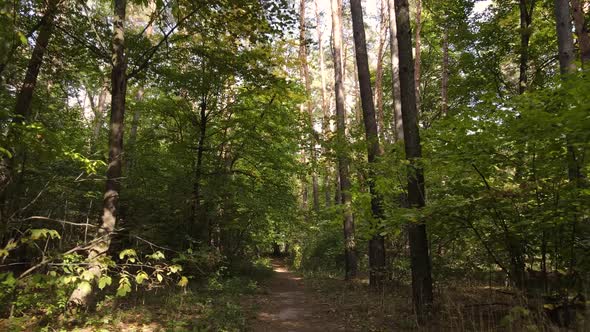 Forest with Trees in an Autumn Day