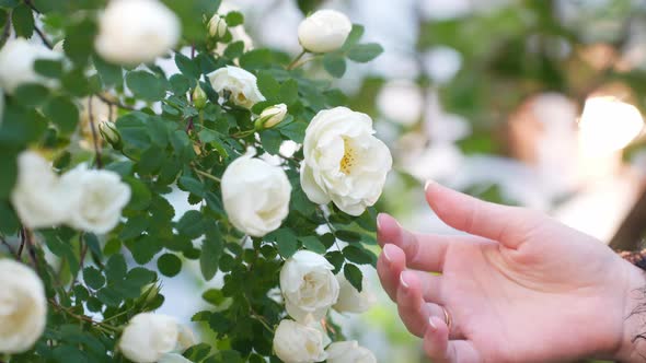 Close-up of a woman's hand touching wild white roses with care and delicacy.