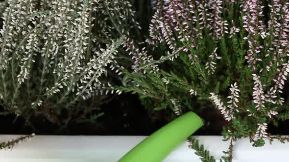 Watering From A Watering Can Transplanted Heather. Heather Transplant. The Camera Moves On A Slider.