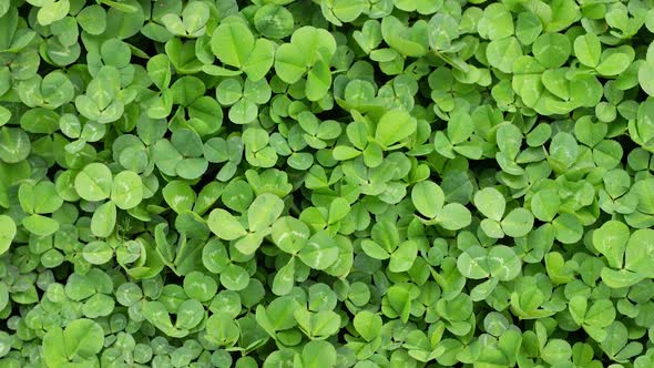 Green Grass Clover Closeup As a Background to St Patrick's Day Slow Motion